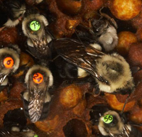 Lab colony of Bombus impatiens; individuals marked with number tags